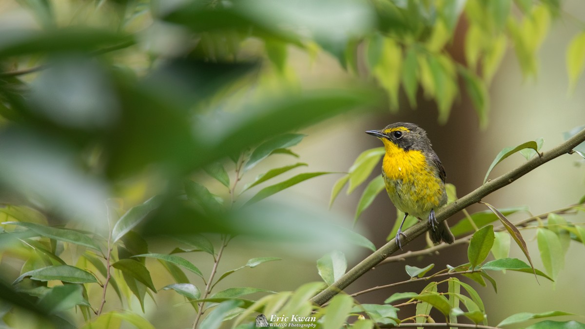 Ryukyu Flycatcher - ML430441361