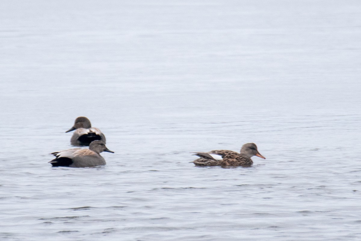 Gadwall - ML430443211