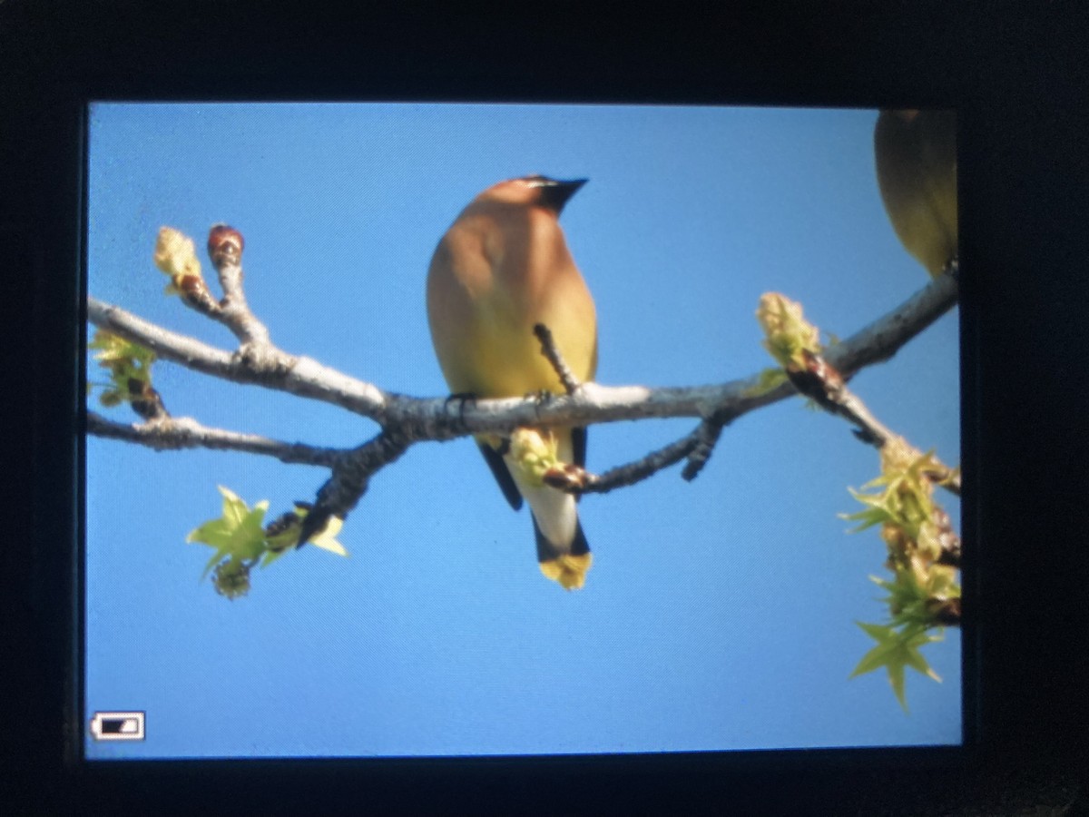 Cedar Waxwing - ML430444341