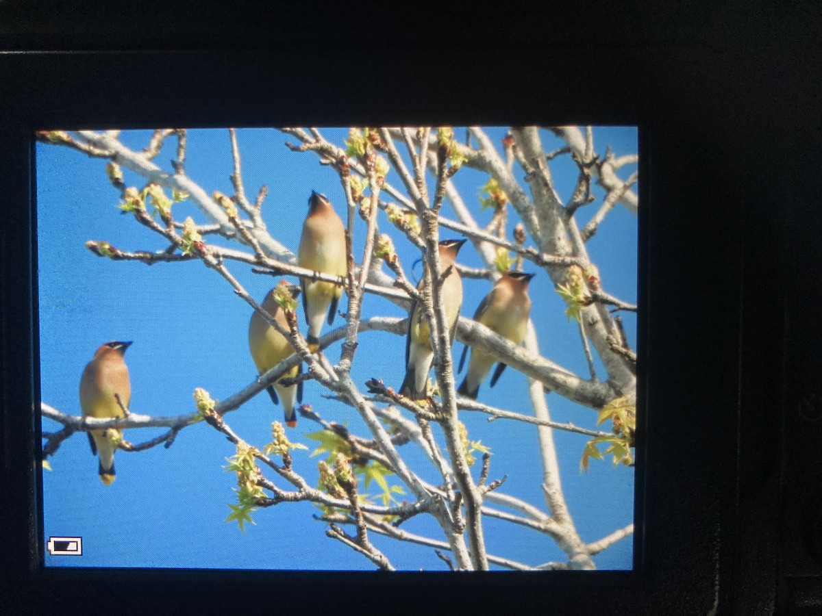 Cedar Waxwing - ML430444351