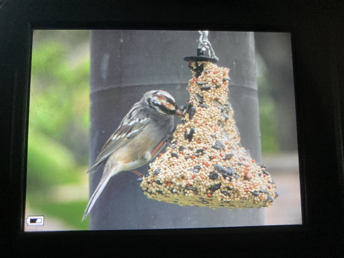 White-crowned Sparrow - ML430444431