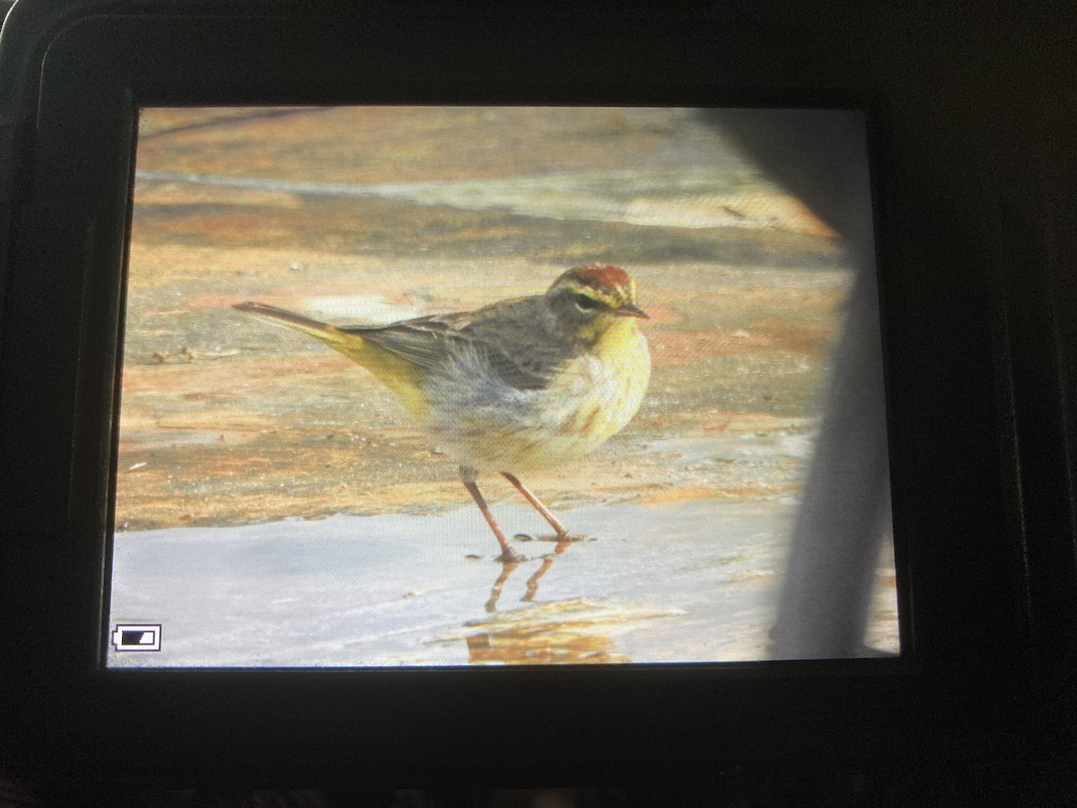 Palm Warbler - Tammy Knuth