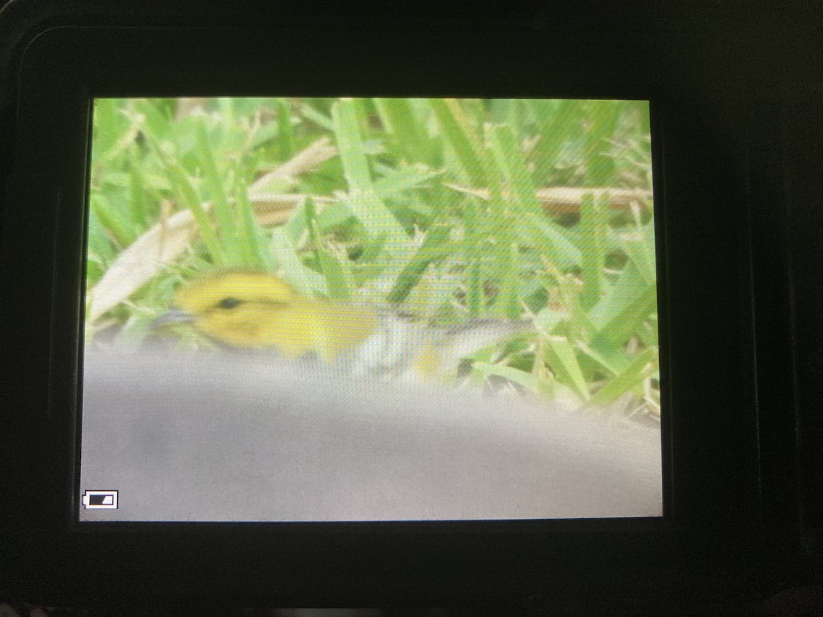 Black-throated Green Warbler - ML430444551