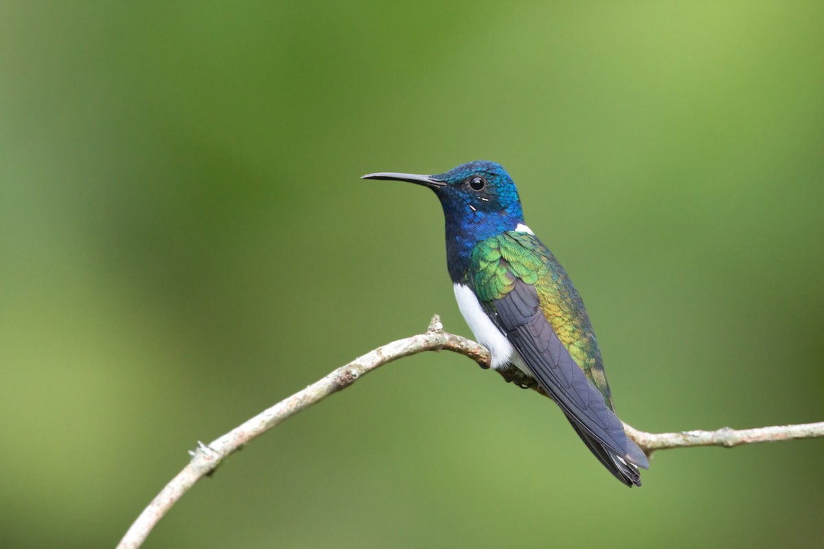 White-necked Jacobin - Michel Gutierrez