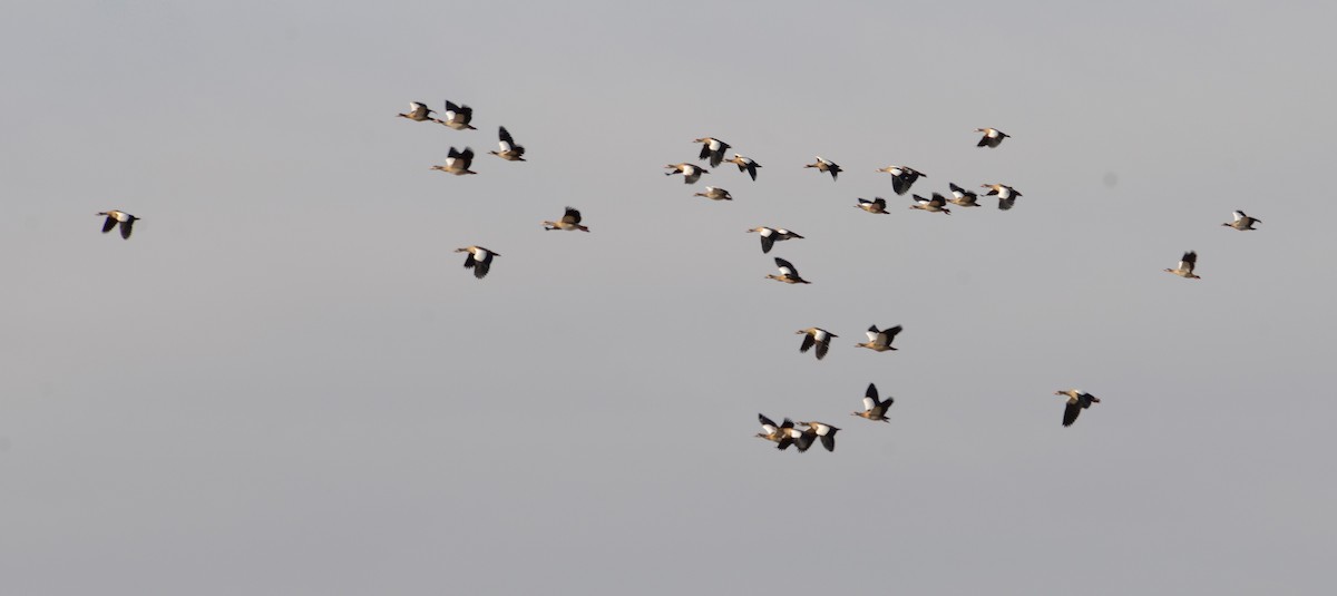 Egyptian Goose - ML430445171