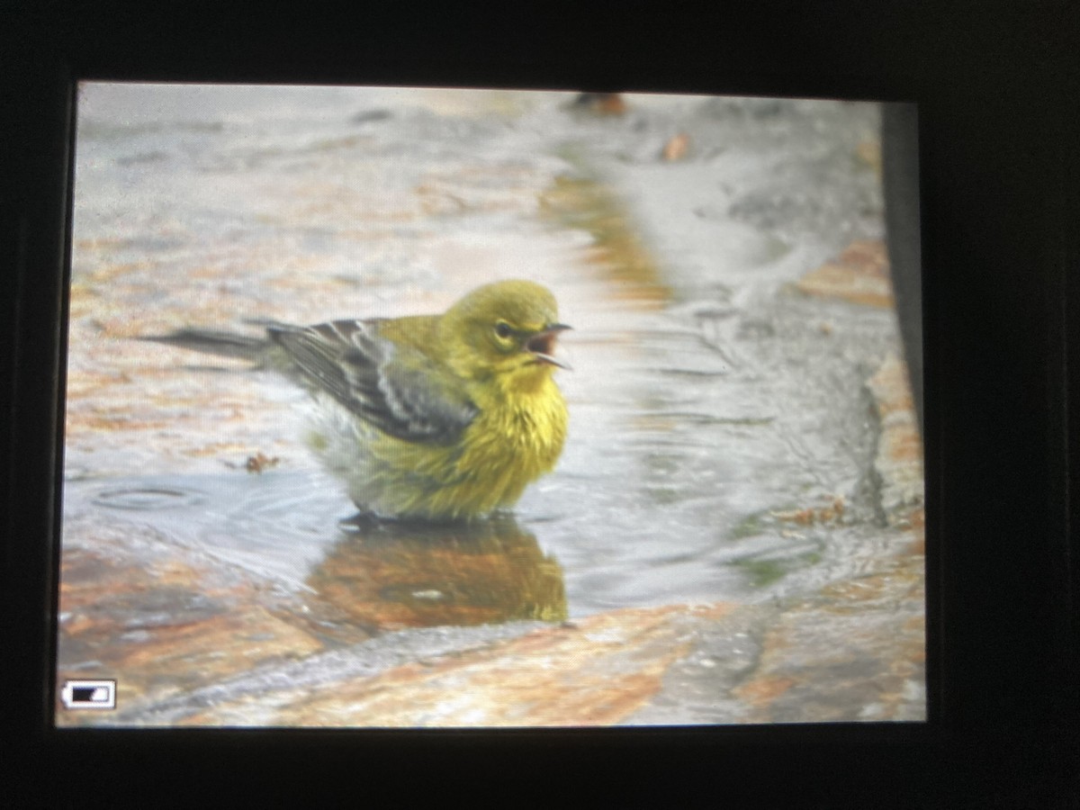 Pine Warbler - ML430445261