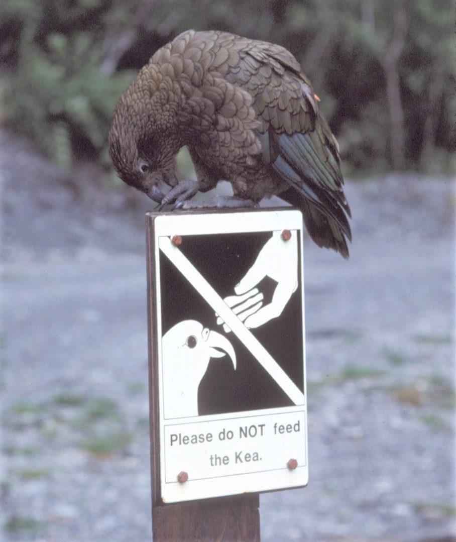 Kea - ML430447311