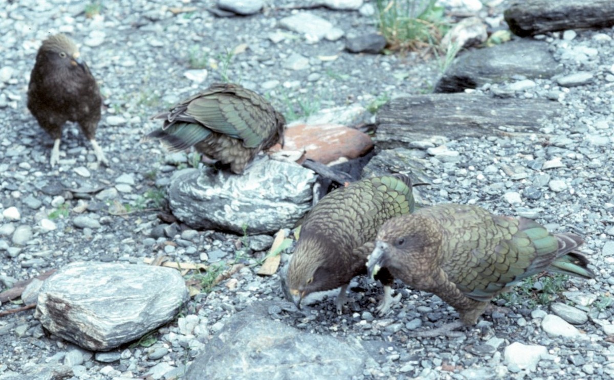 Kea - ML430447321