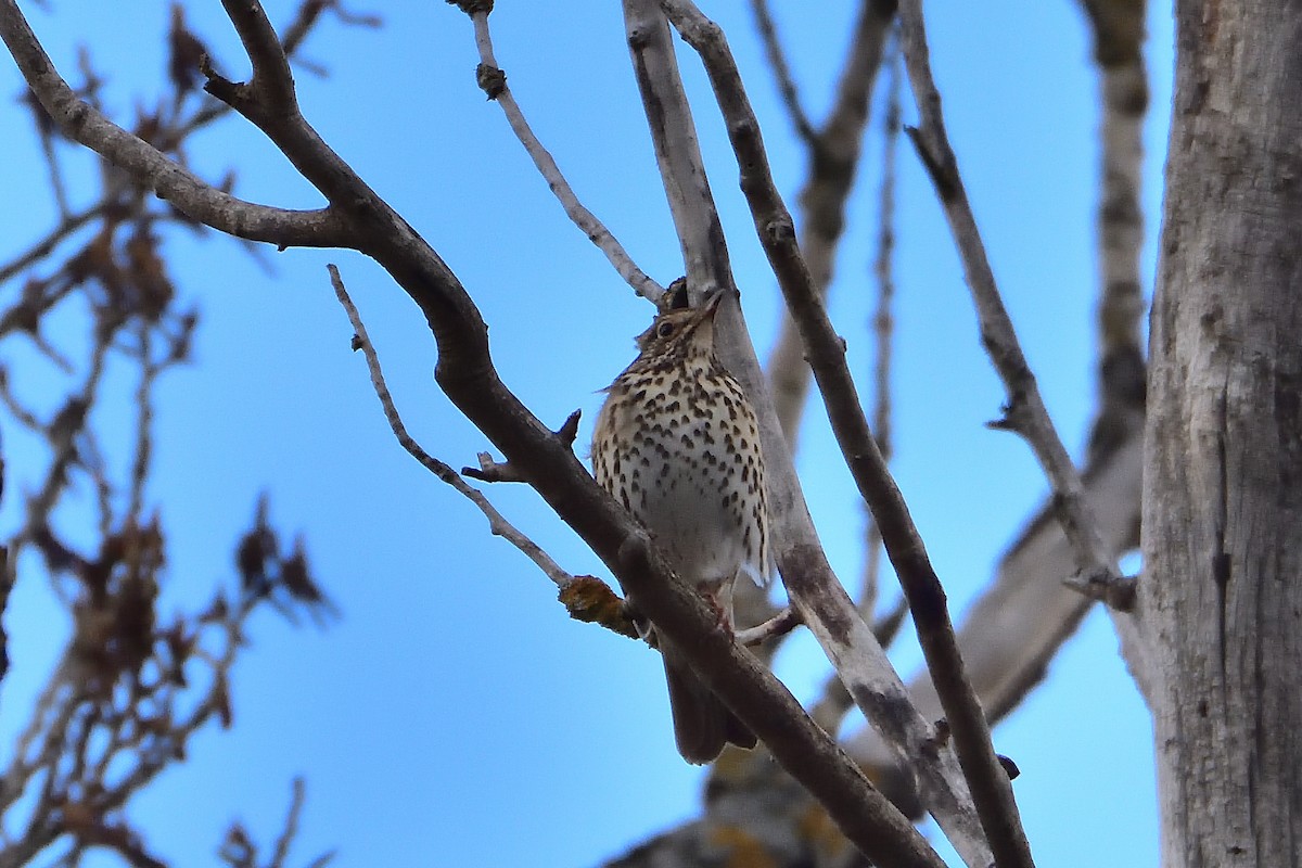 Song Thrush - ML430447511