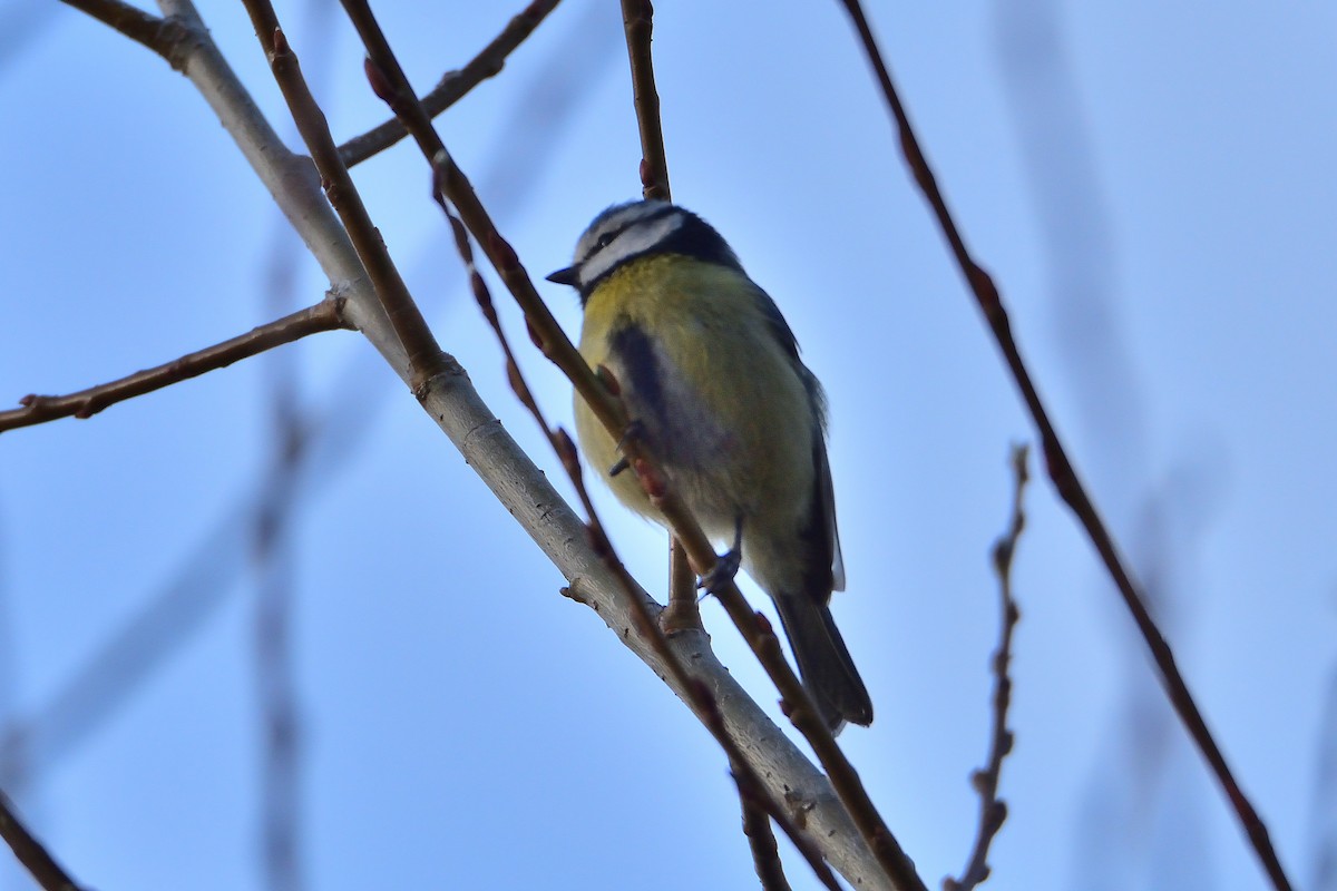 Eurasian Blue Tit - ML430447561