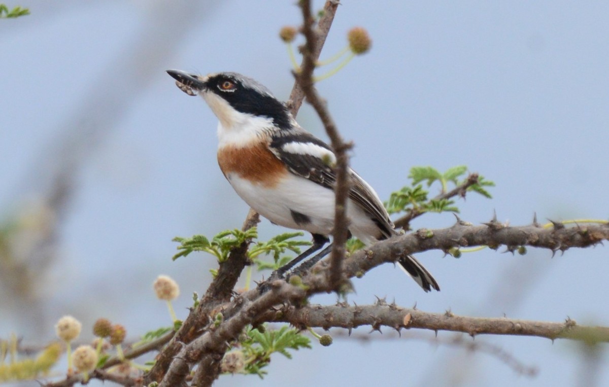 Pygmy Batis - ML430447811