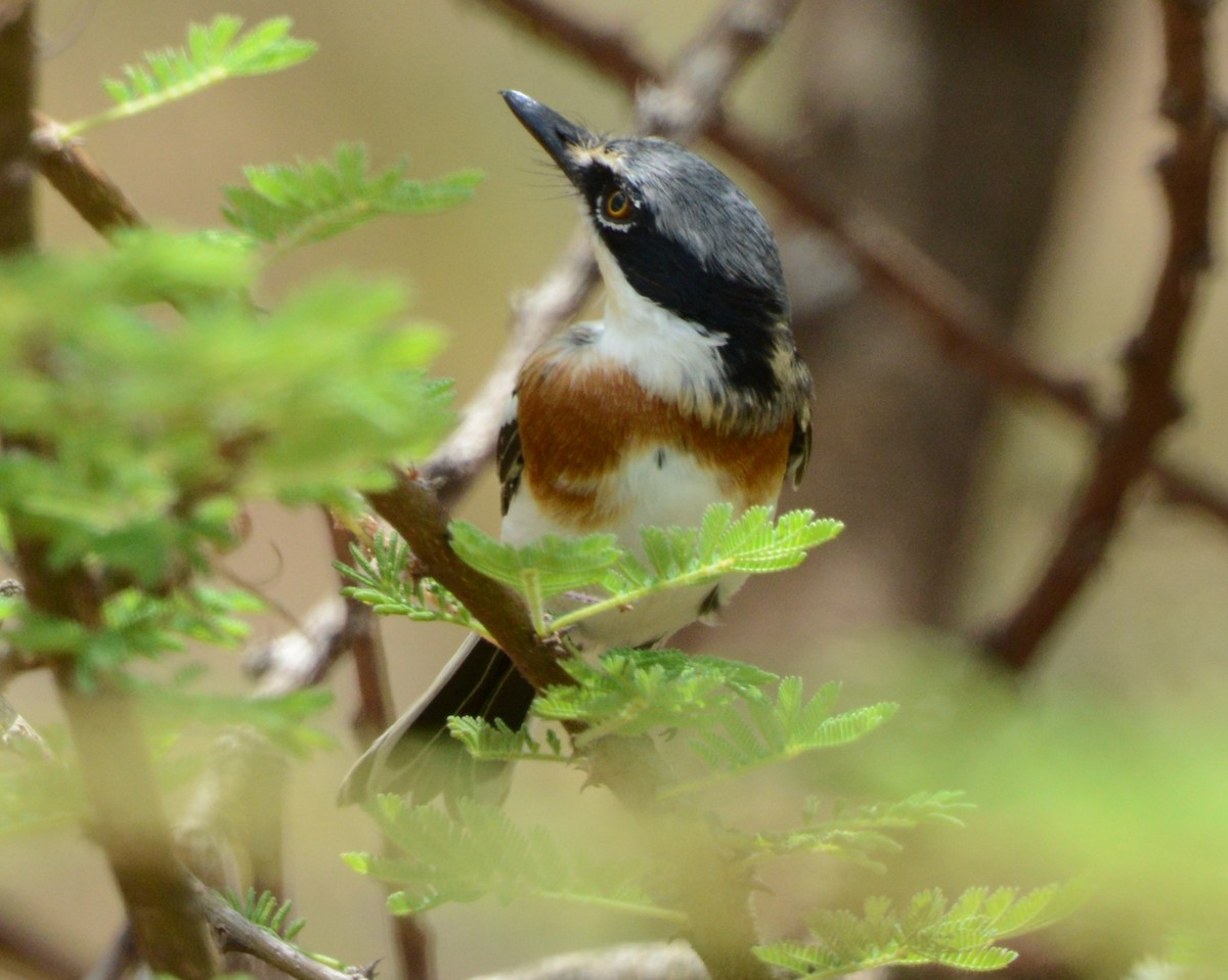 Pygmy Batis - ML430447821