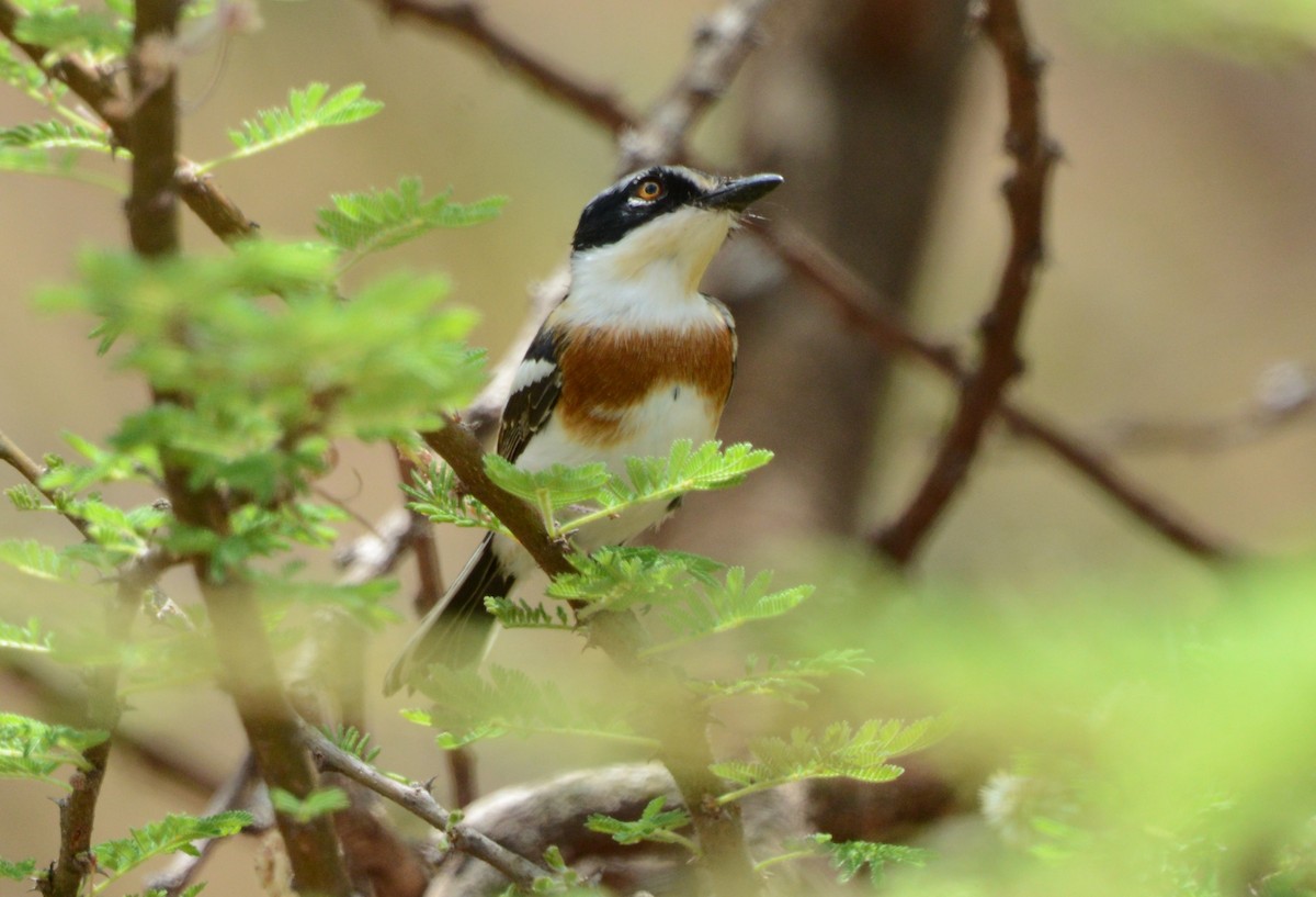 Pygmy Batis - ML430447831