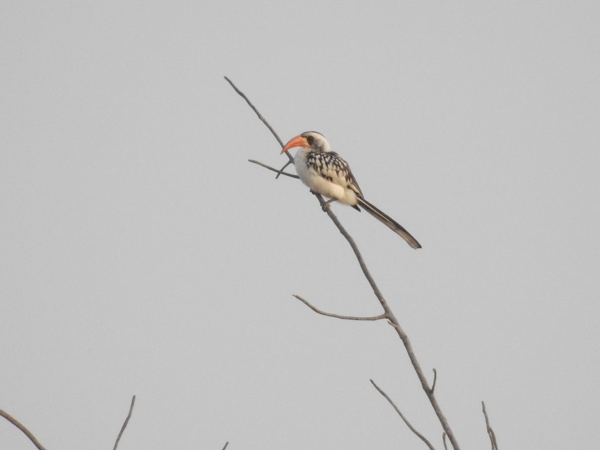 Western Red-billed Hornbill - ML430447871