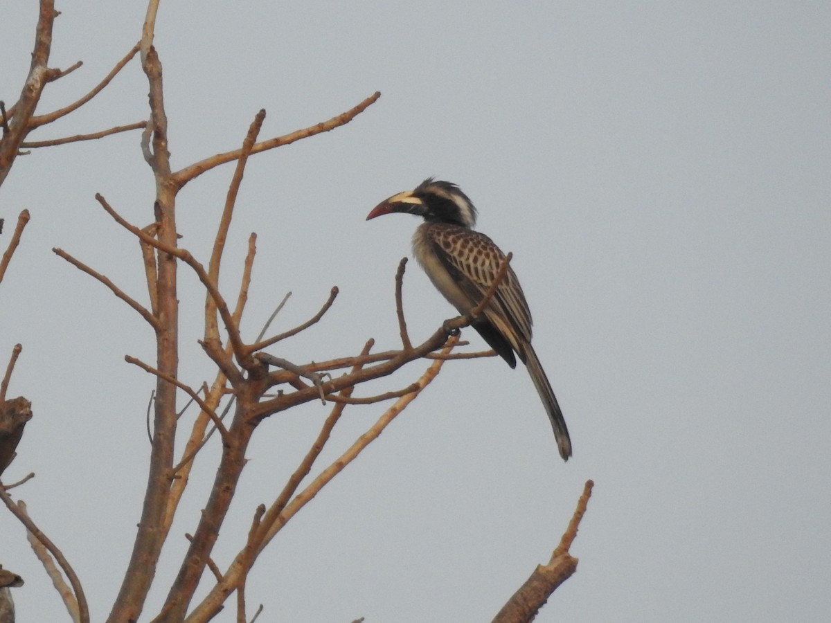 African Gray Hornbill - ML430447901