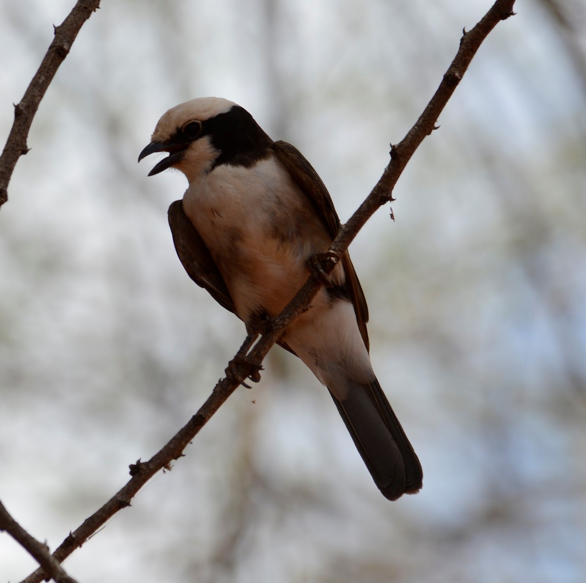 White-rumped Shrike - ML430448051