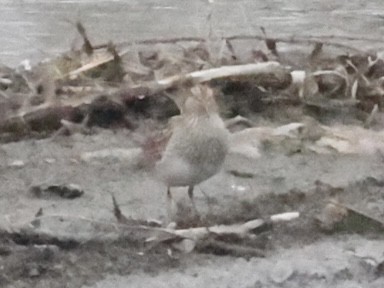 Pectoral Sandpiper - ML430448071