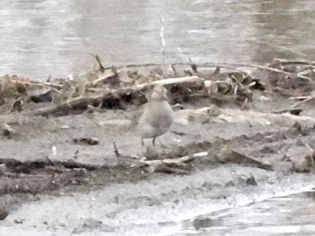 Pectoral Sandpiper - ML430448101