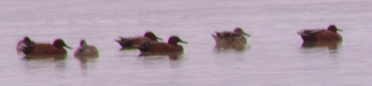 Cinnamon Teal - ML430449181