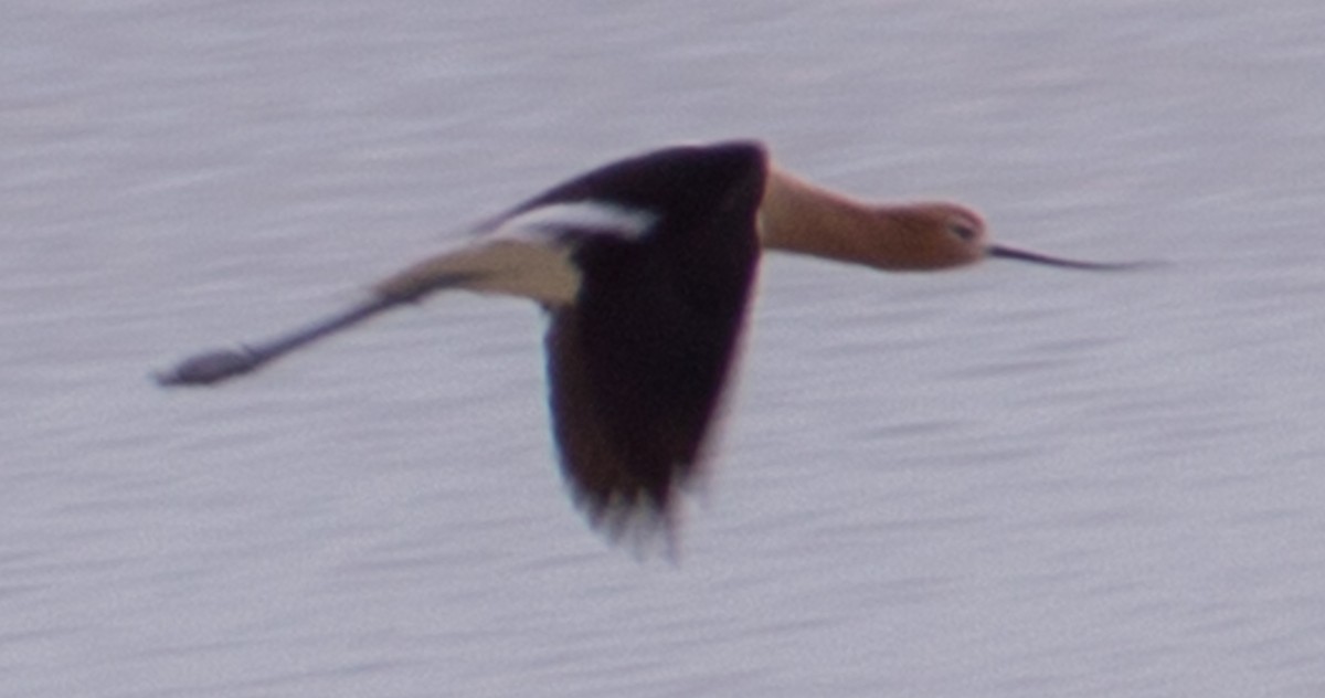 American Avocet - ML430449211