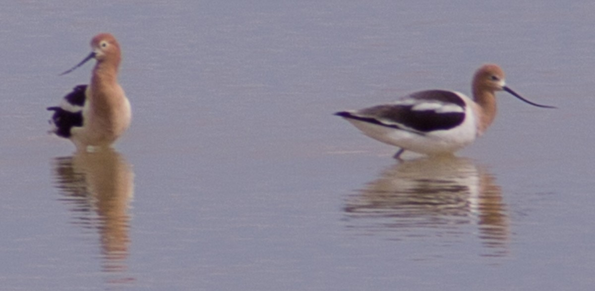 American Avocet - ML430449221