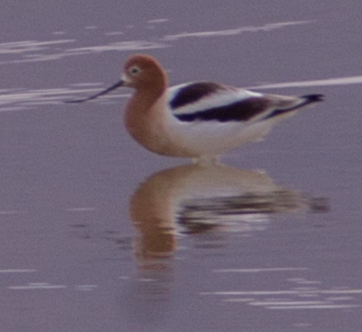 American Avocet - ML430449231