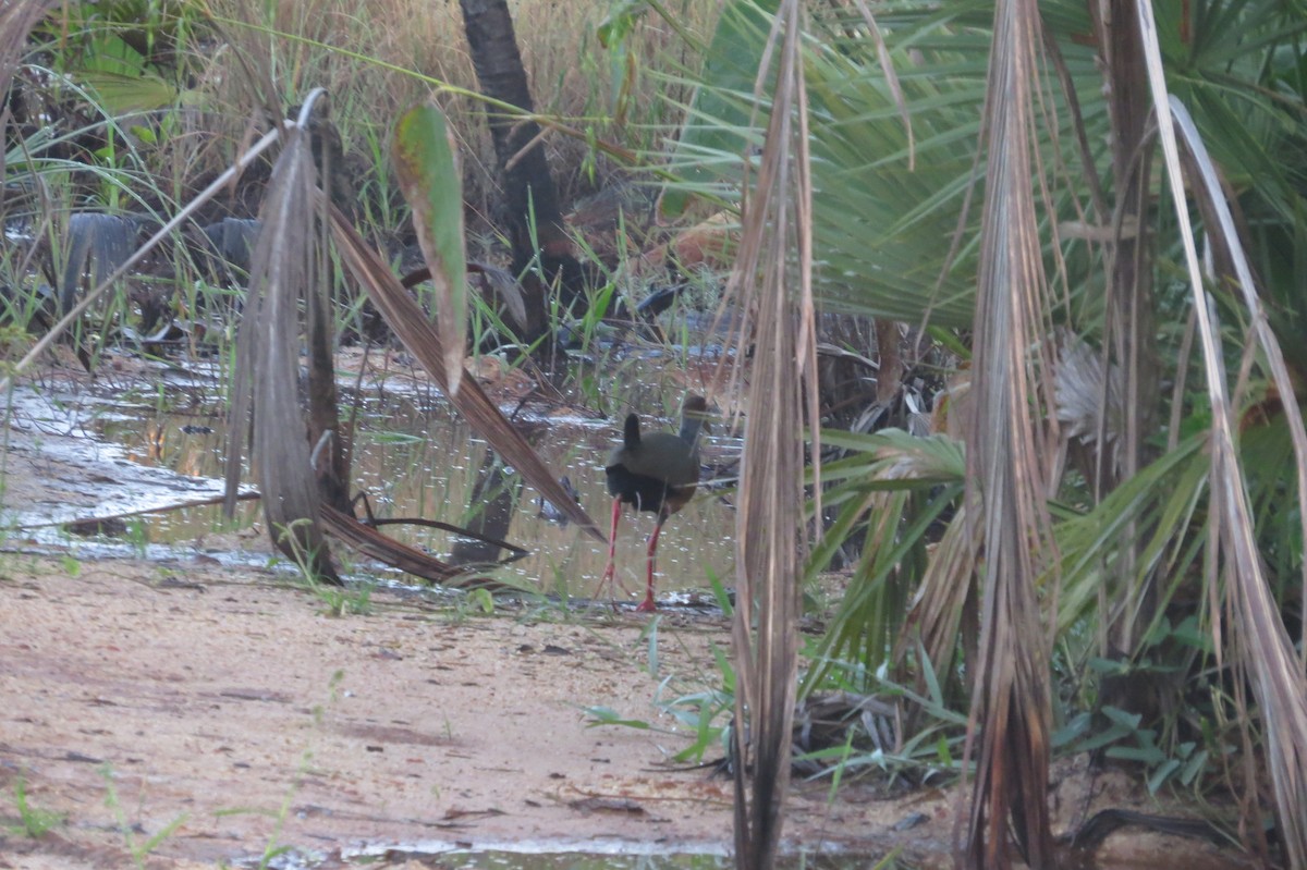 Russet-naped Wood-Rail - ML430449261