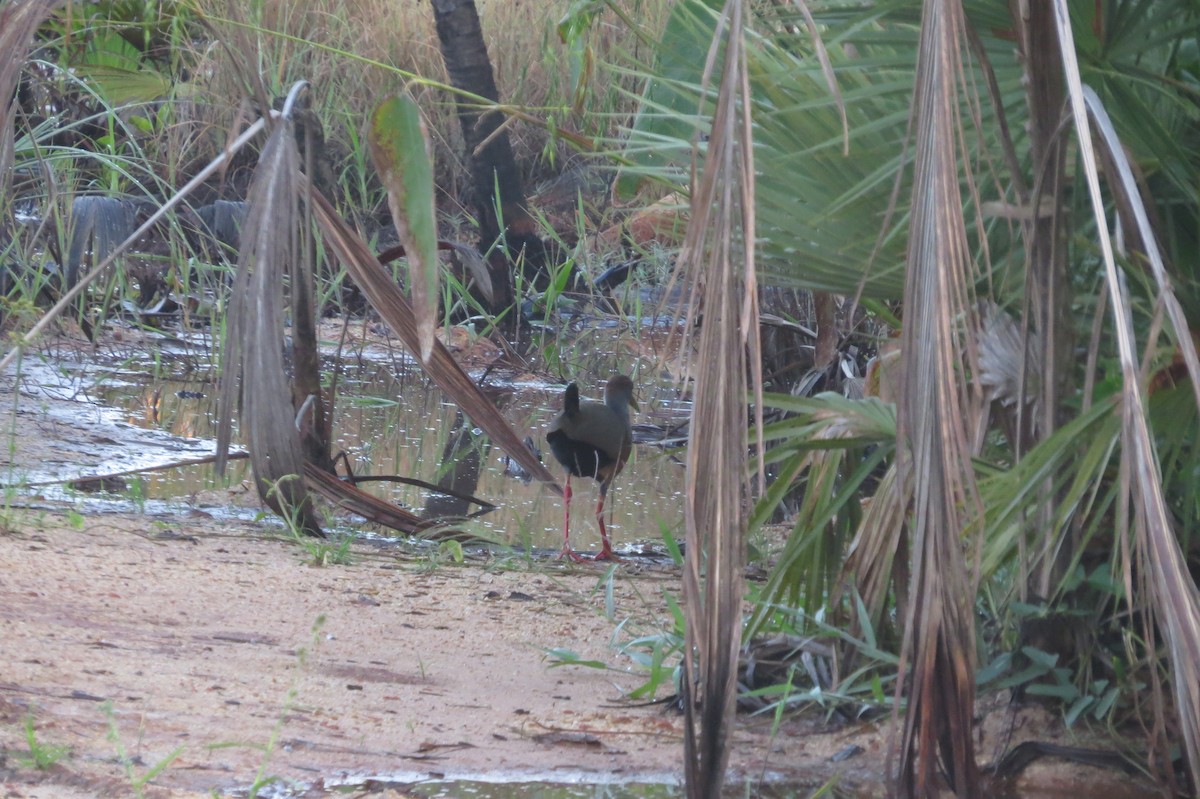 Russet-naped Wood-Rail - ML430449271