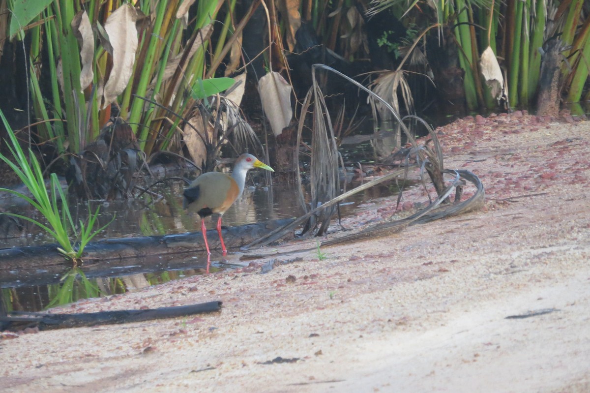 Russet-naped Wood-Rail - Steven Hopp