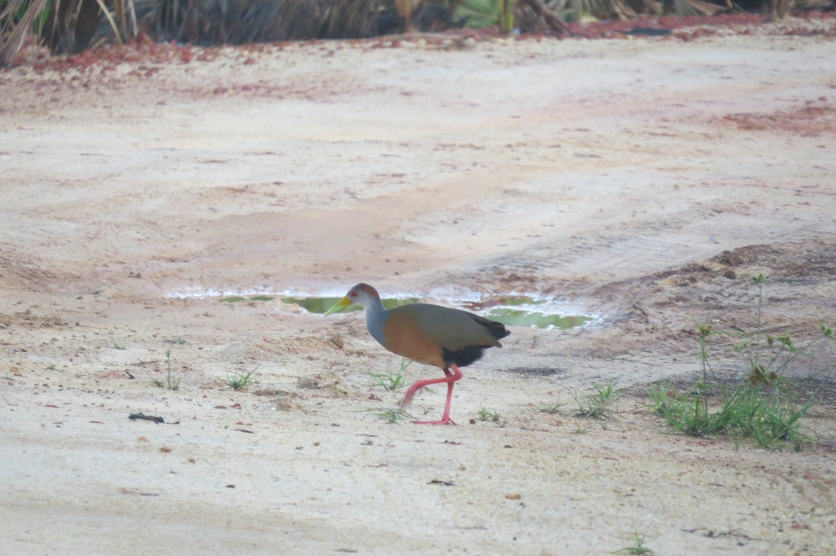 Russet-naped Wood-Rail - Steven Hopp