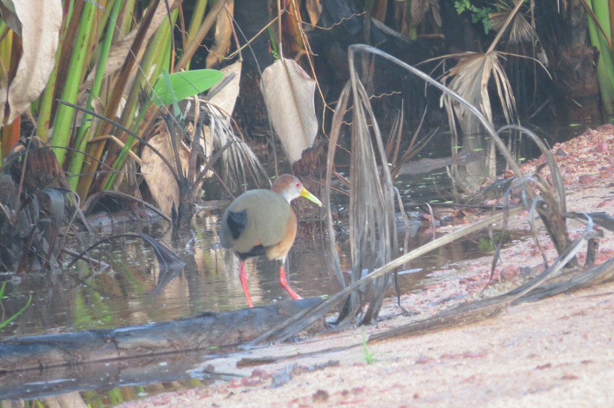 Russet-naped Wood-Rail - Steven Hopp