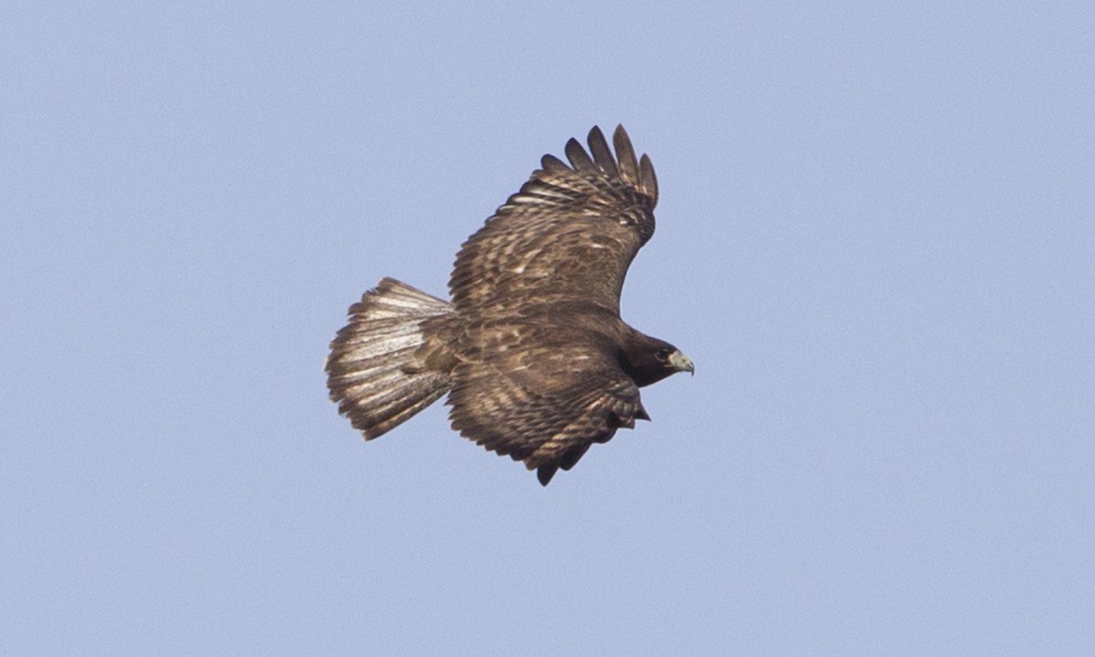 Red-tailed Hawk (Harlan's) - Brian Sullivan