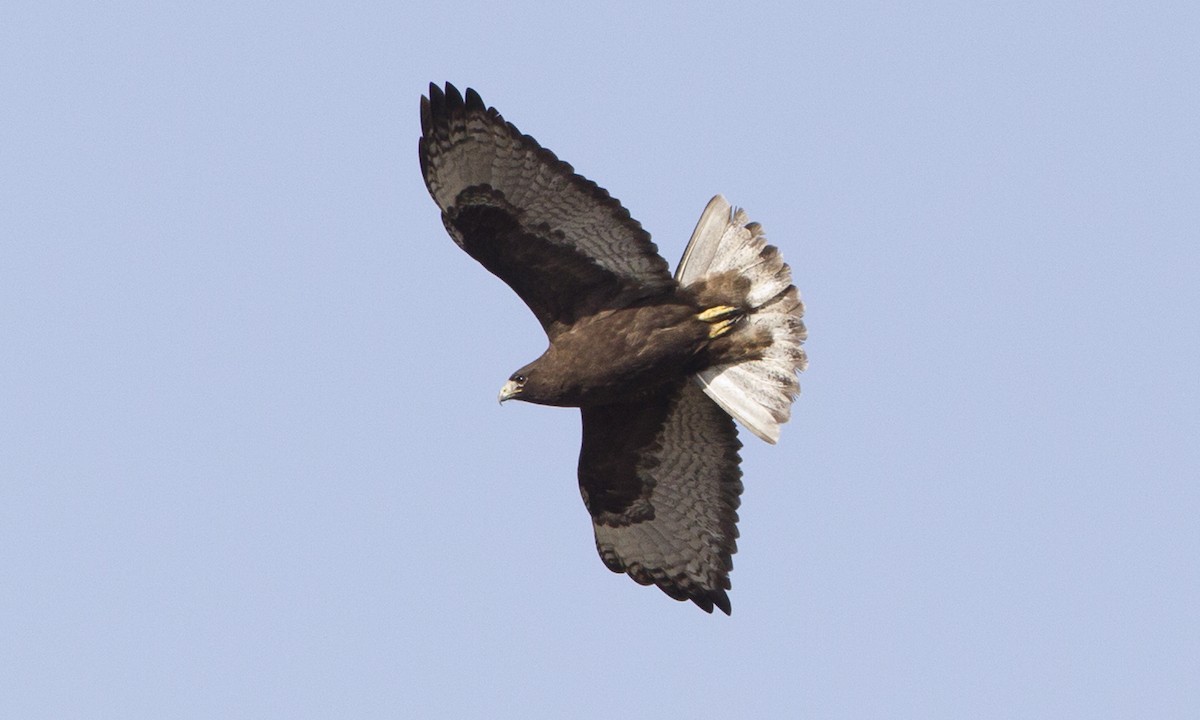 Red-tailed Hawk (Harlan's) - Brian Sullivan