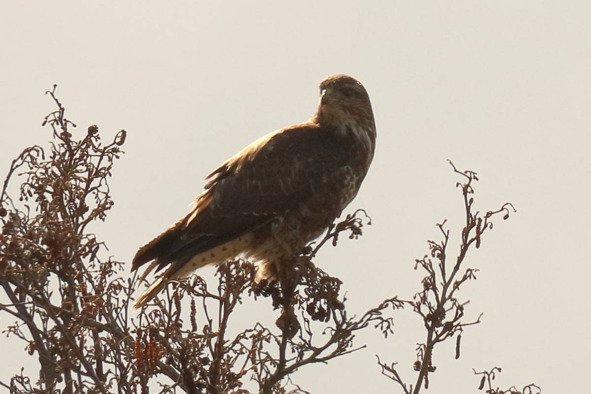 Common Buzzard - ML430449731