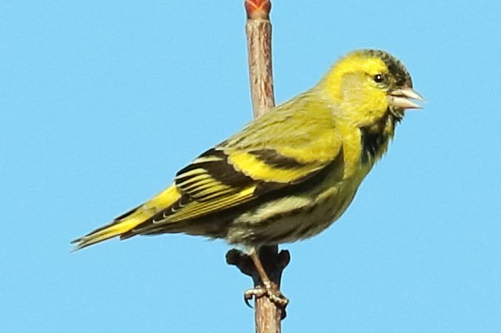 Eurasian Siskin - ML430449791