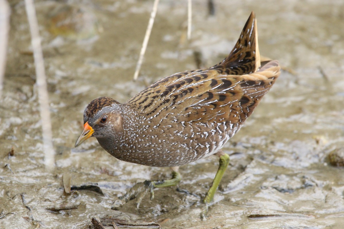 Spotted Crake - ML430451091