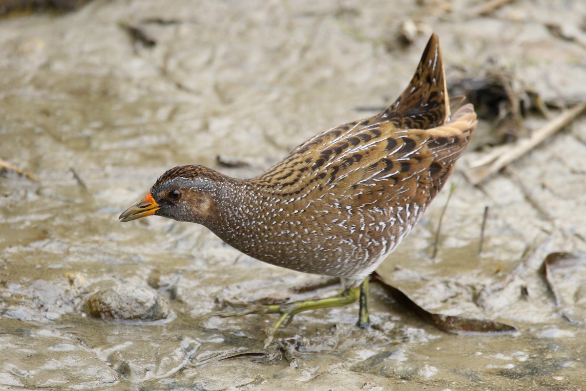 Spotted Crake - ML430451111