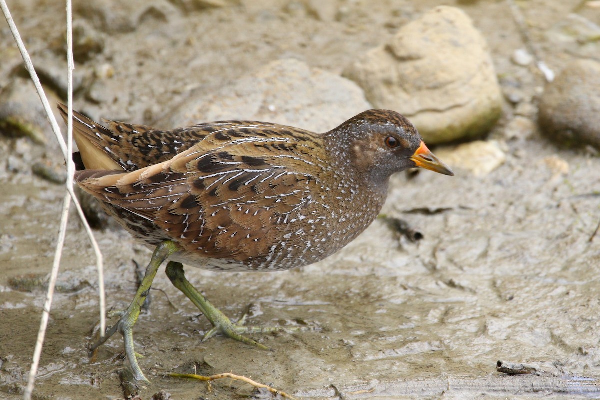Spotted Crake - ML430451121
