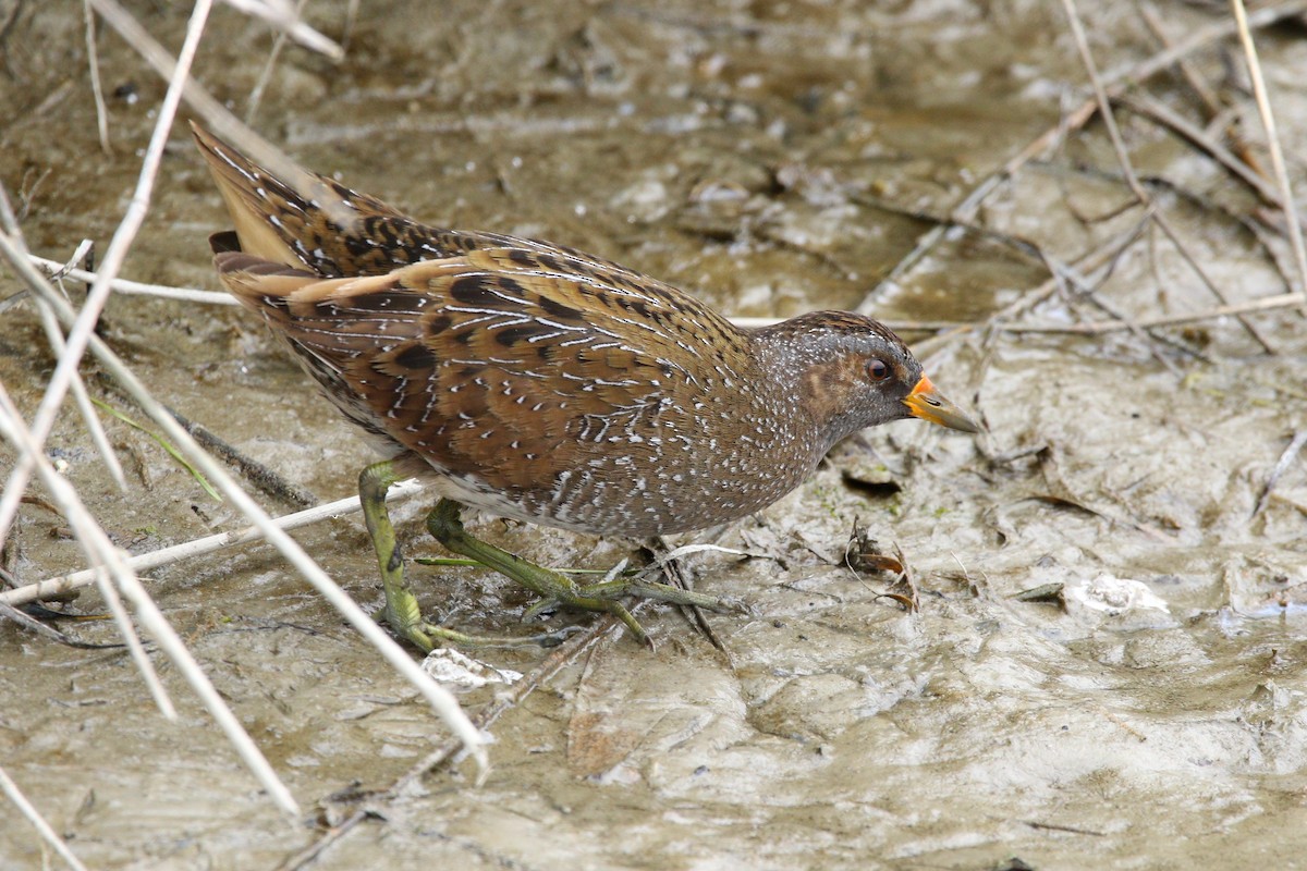 Spotted Crake - ML430451131