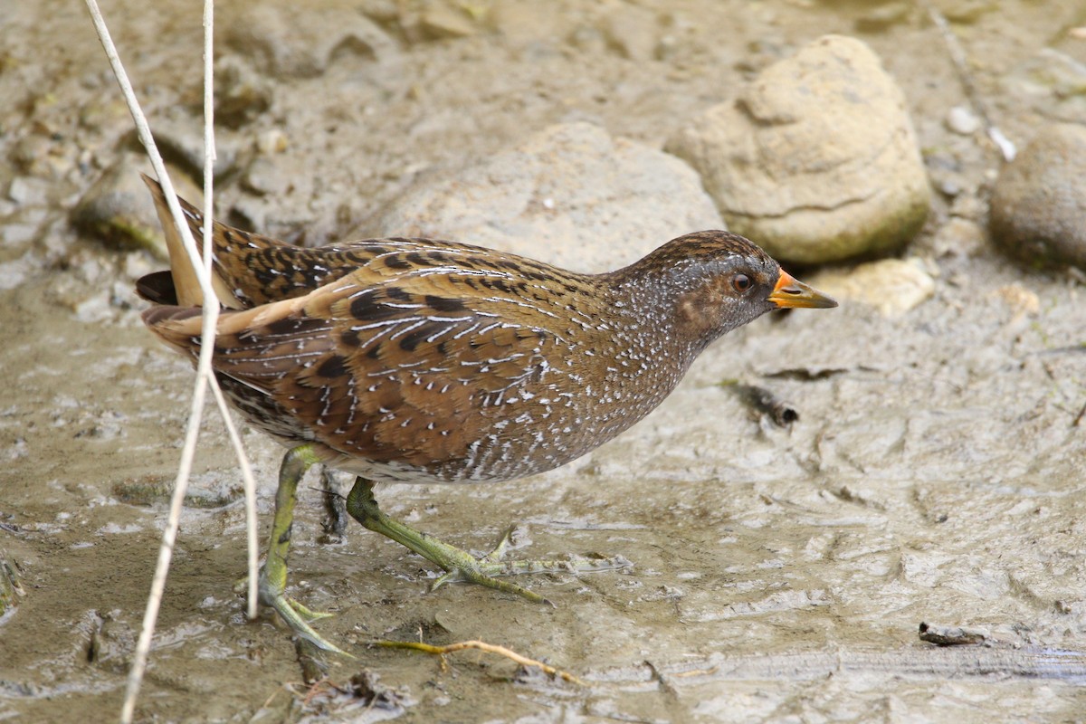 Spotted Crake - ML430451181