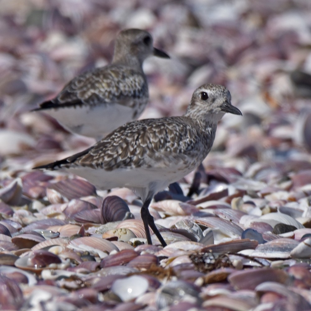 Black-bellied Plover - ML430451341