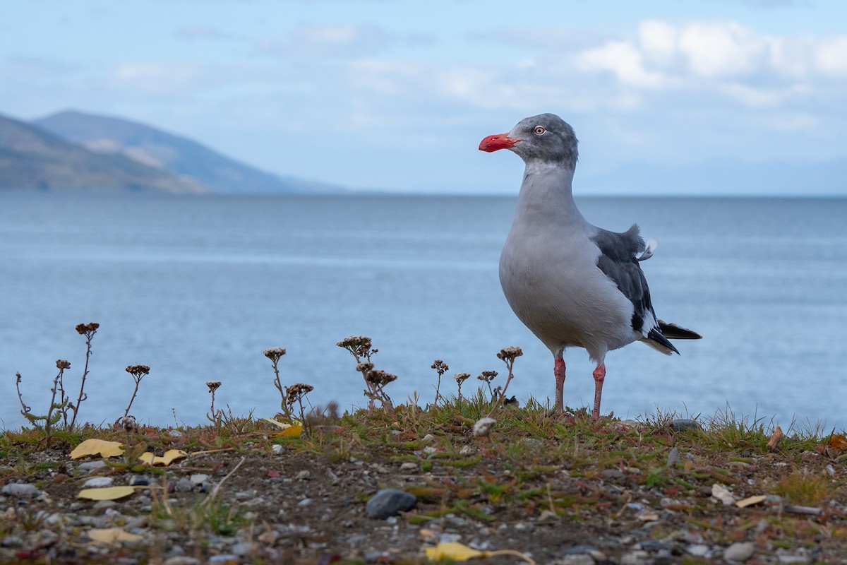 Dolphin Gull - ML430451461