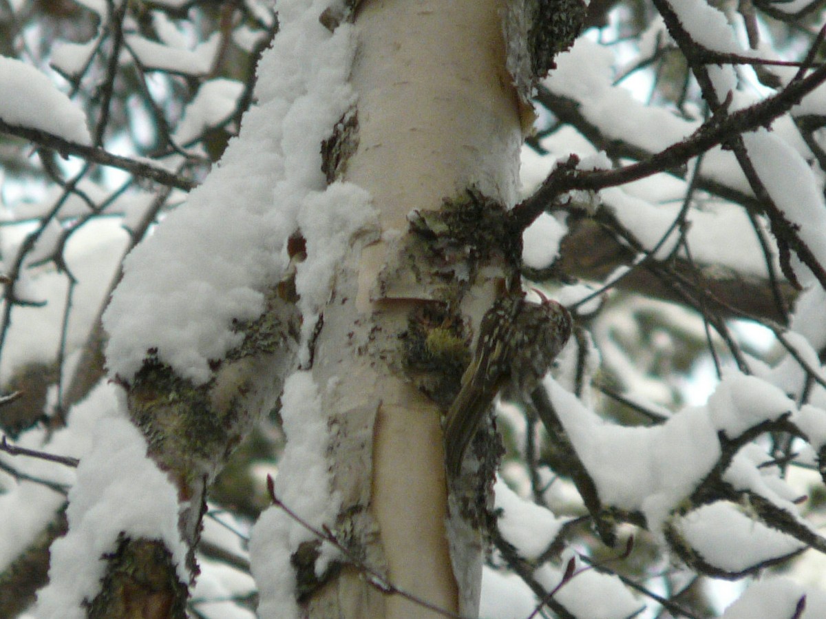 Brown Creeper - Douglas Leighton