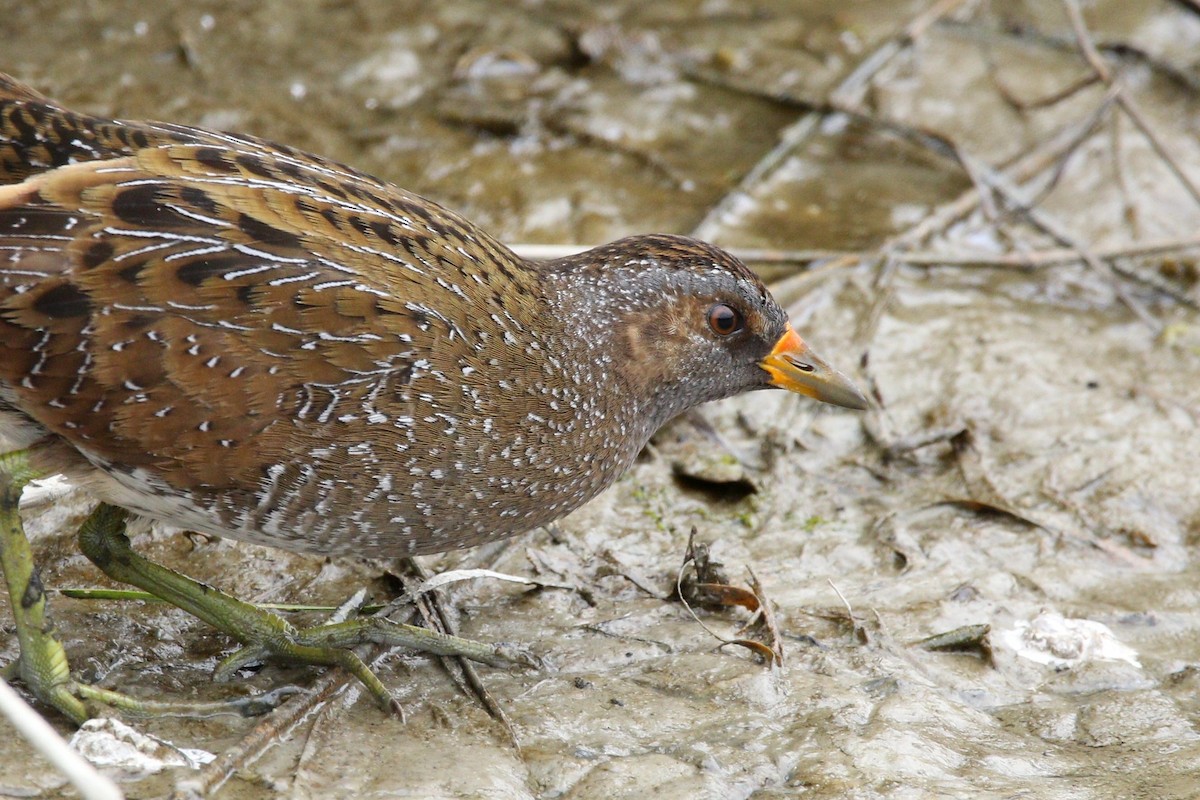 Spotted Crake - ML430453031