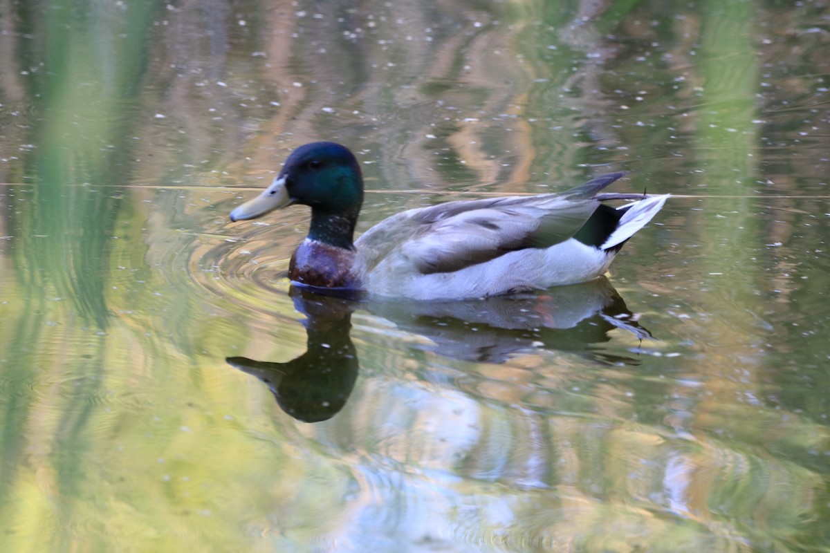 Canard colvert - ML430454691