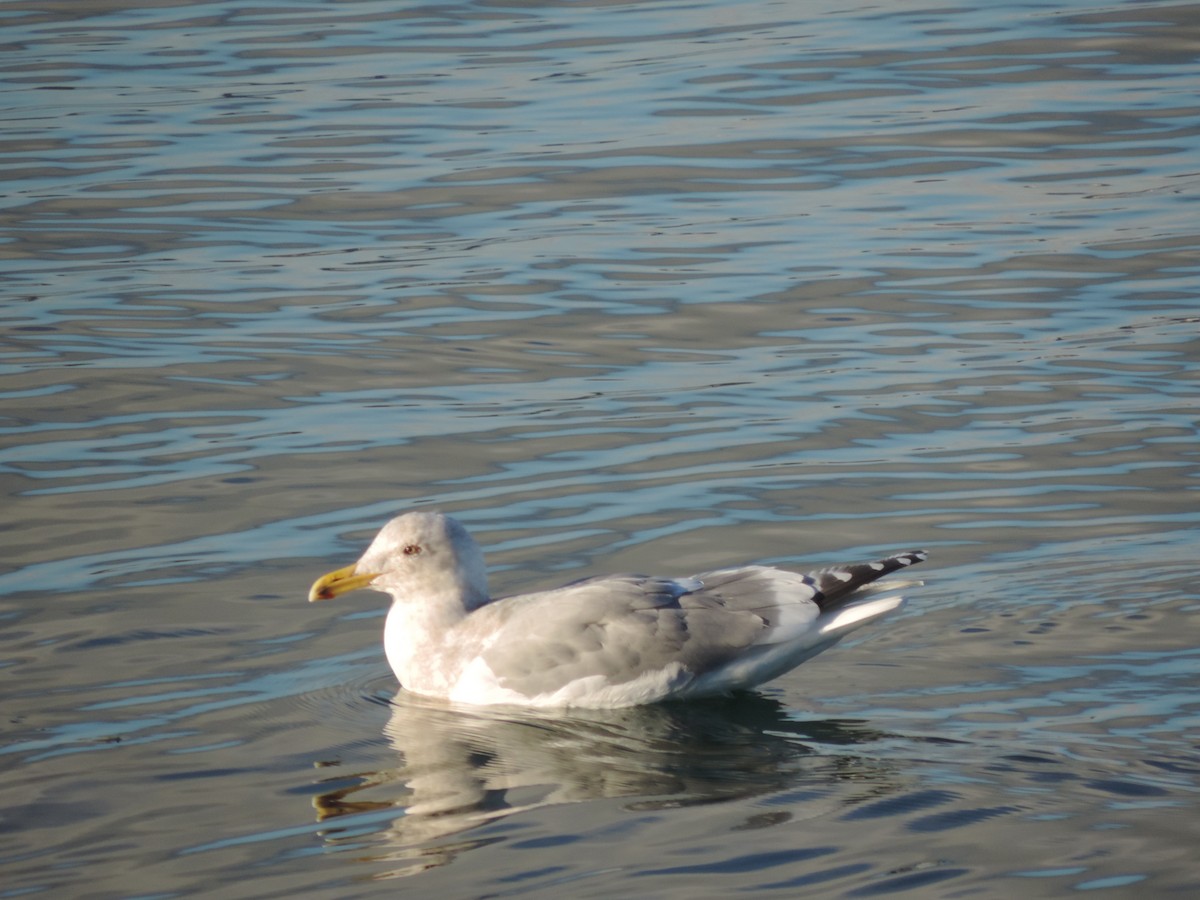 Herring Gull - ML43045471