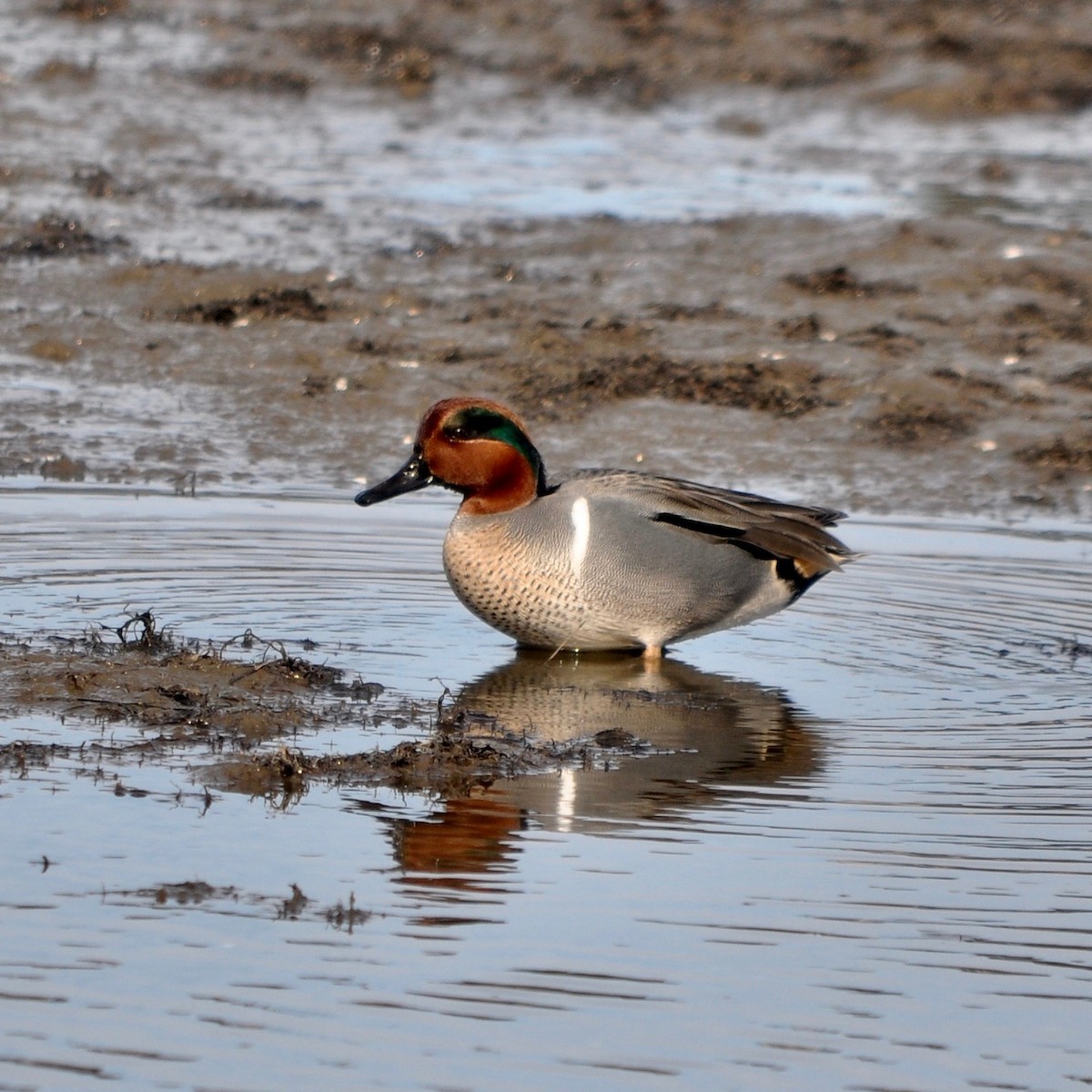 Green-winged Teal - ML43045741