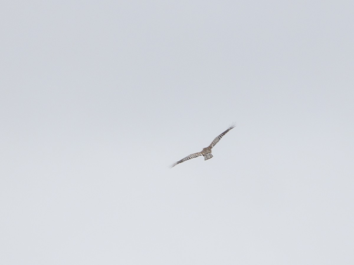 Red-shouldered Hawk - ML430457971