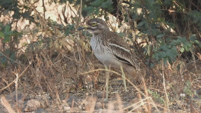 Oedicnème indien - ML430460411