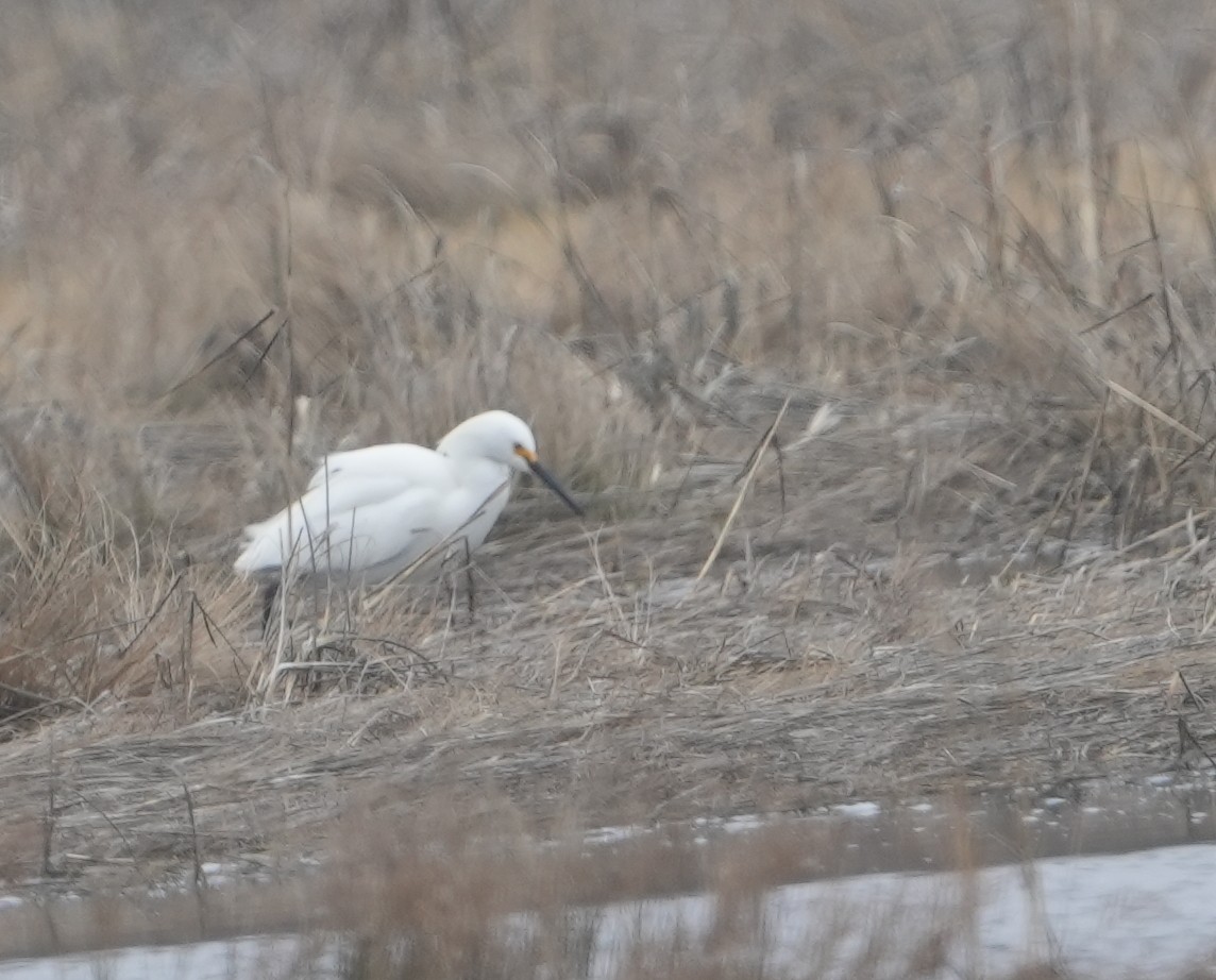 Snowy Egret - ML430461051